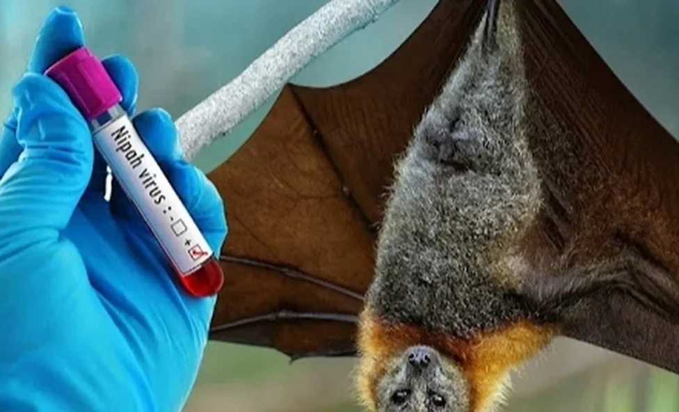 Nipah virus තර්ජනය ගැන සෞඛ්‍ය අංශ සීරුවෙන්: Nipah virus ඔබ මේ කරුණු දැන සිටියා ද?
