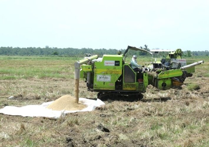 යල කන්නය සඳහා වී මිල දී ගැනීම ආරම්භ වෙයි