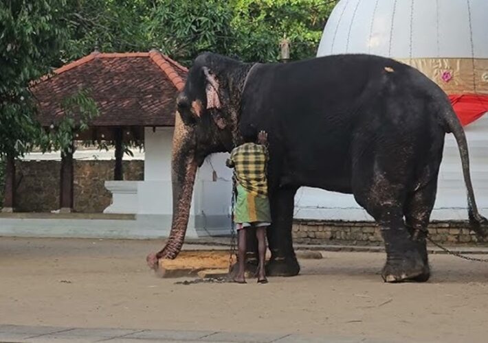 හීලෑ අලි ඇතුන් කළමනාකරණයට ජාතික ප්‍රතිපත්තියක්