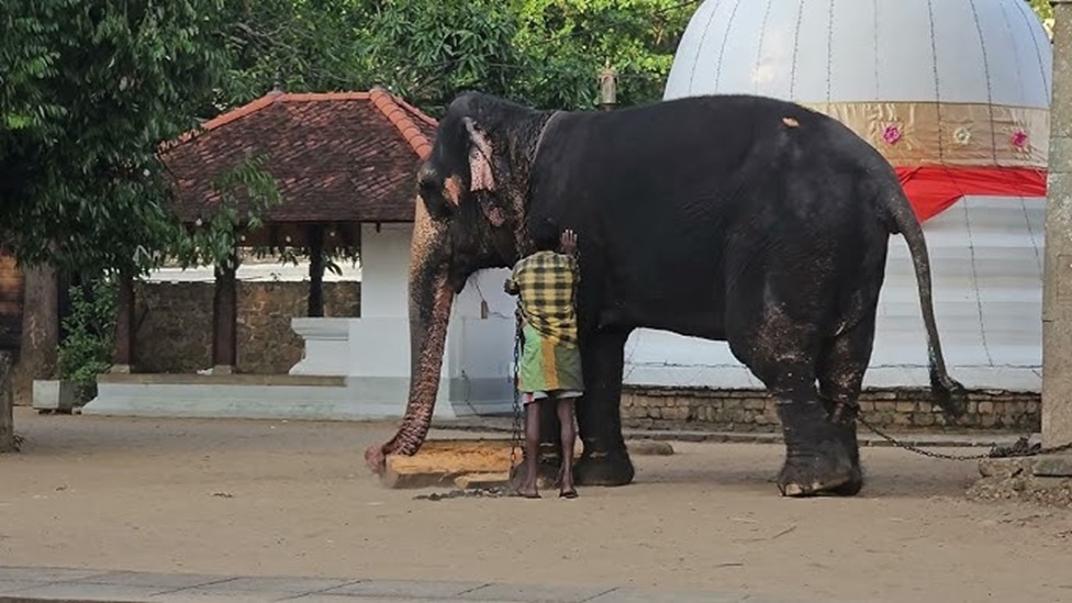 හීලෑ අලි ඇතුන් කළමනාකරණයට ජාතික ප්‍රතිපත්තියක්