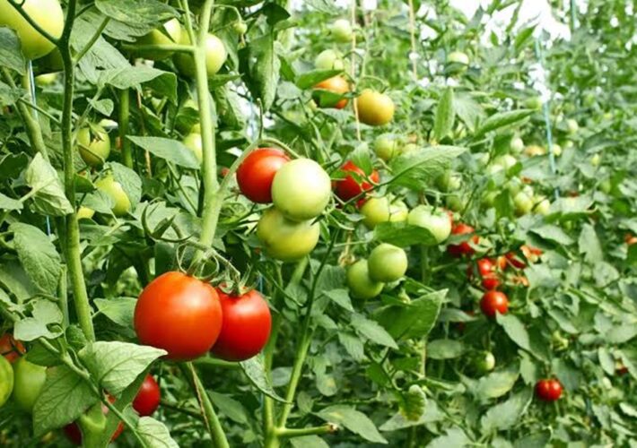 අල සහ එළවළු වගාවන්ට නව රක්ෂණ යෝජනා ක්‍රමයක්