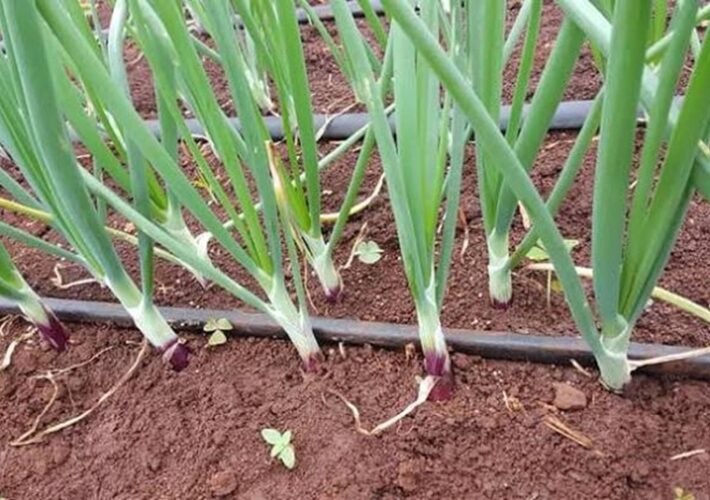 නව තාක්ෂණයෙන් හැඩවූ දඹුල්ලේ ලොකු ළූණු වගාව සියැසින් දැක බලා ගැනීම අවස්ථාවක්