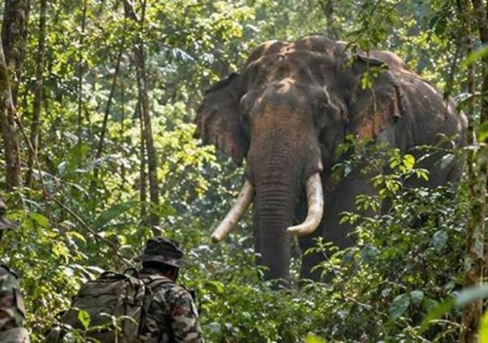 අධි අවදානමේ සිටින දළ ඇතුන් 13 දෙනෙකුට යුද හමුදා ආරක්ෂාව: දළ ඇතුන් සුරකින අලුත්ම වැඩපිළිවෙළ මෙන්න