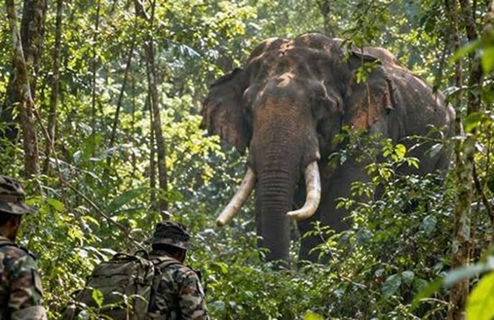 අධි අවදානමේ සිටින දළ ඇතුන් 13 දෙනෙකුට යුද හමුදා ආරක්ෂාව: දළ ඇතුන් සුරකින අලුත්ම වැඩපිළිවෙළ මෙන්න